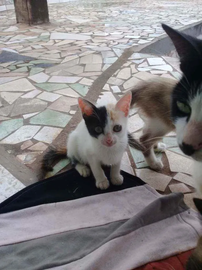 Gato raça Sem raca idade 7 a 11 meses nome Piratinha 