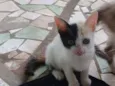 Piratinha 