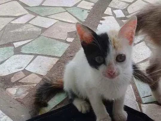 Gato raça Sem raca idade 7 a 11 meses nome Piratinha 