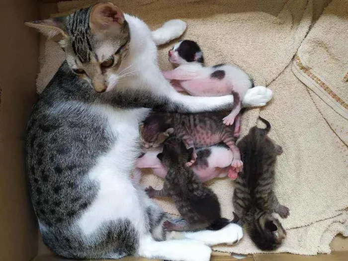 Gato raça SRD idade Abaixo de 2 meses nome Sem nome