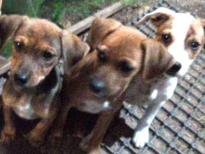 Cachorro ra a  idade 2 a 6 meses nome Não tem nome