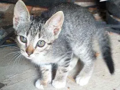 Gato ra a Viralata idade 2 a 6 meses nome Sem nome