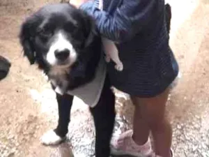 Cachorro raça SRD idade 2 anos nome Joaquim 