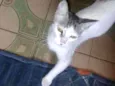 Princesa 