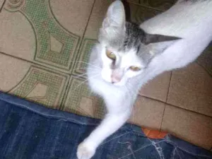 Gato raça Sem raca idade 2 anos nome Princesa 