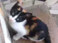 Oncinha 