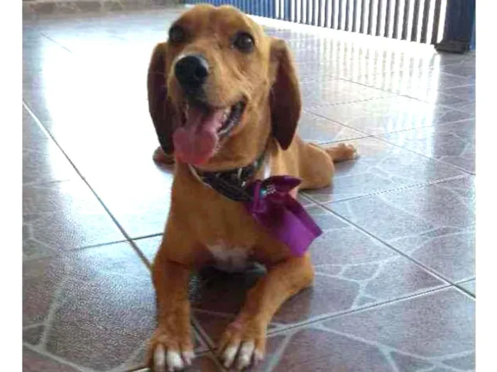 Cachorro ra a Vira-lata idade 3 anos nome Mel