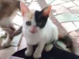 Piratinha 
