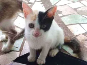 Gato raça Sem raca idade 7 a 11 meses nome Piratinha 