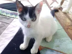 Gato raça Sem raca idade 7 a 11 meses nome Princesa 