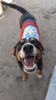 Toby