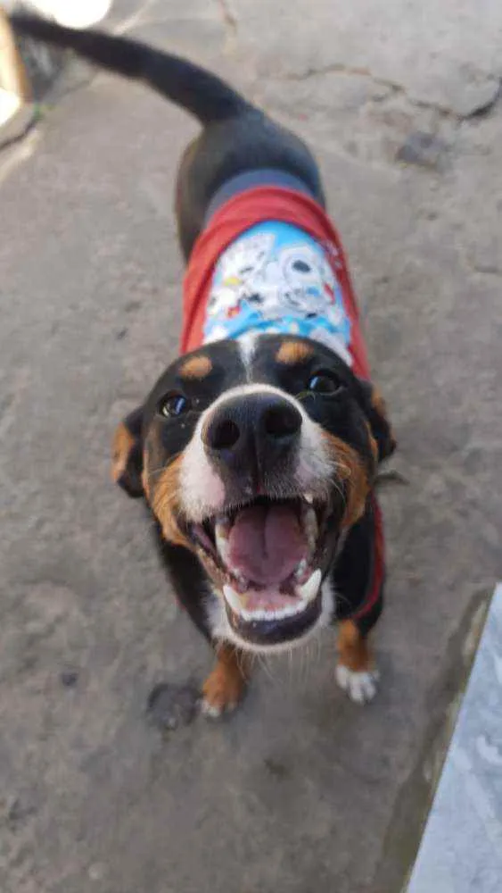Cachorro raça Sem raça definida idade 1 ano nome Toby