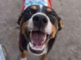 Toby