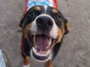 Cachorro raça Sem raça definida idade 1 ano nome Toby