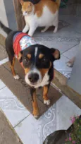 Toby