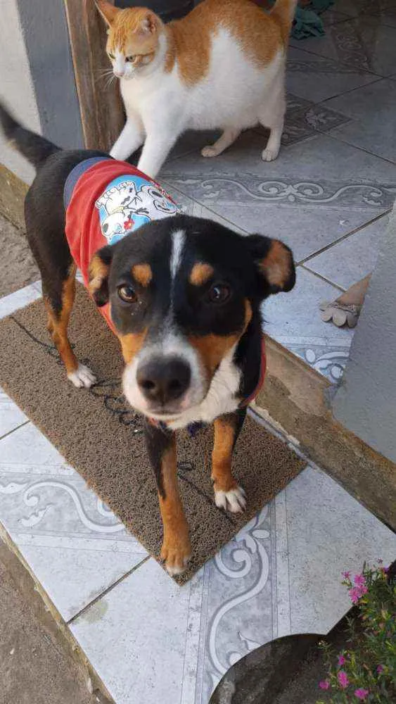 Cachorro raça Sem raça definida idade 1 ano nome Toby