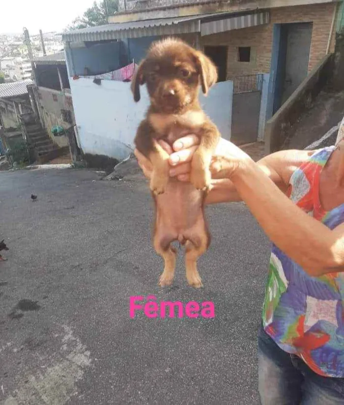 Cachorro ra a SRD idade Abaixo de 2 meses nome Cacau