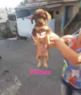 Cacau