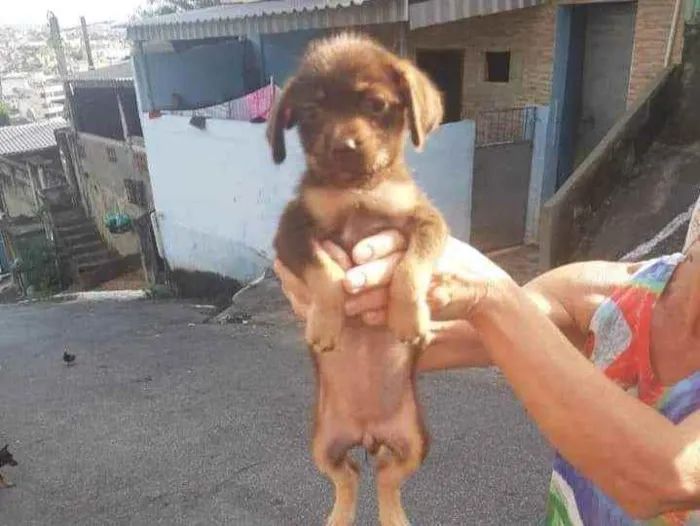 Cachorro ra a SRD idade Abaixo de 2 meses nome Cacau