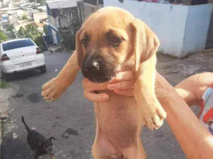Cachorro ra a SRD idade Abaixo de 2 meses nome Melissa