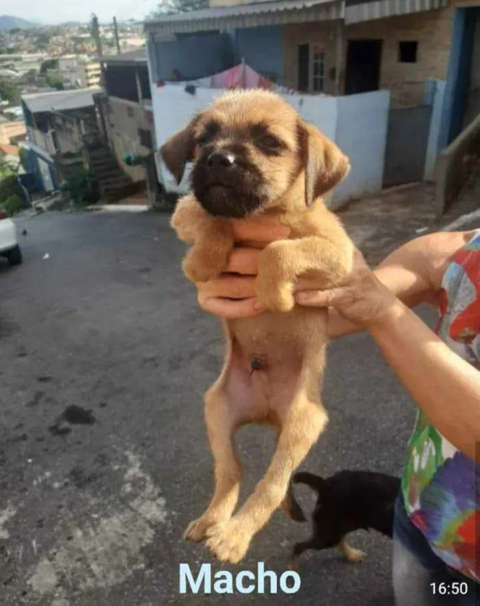 Cachorro ra a SRD idade Abaixo de 2 meses nome Felpudo