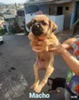 Felpudo