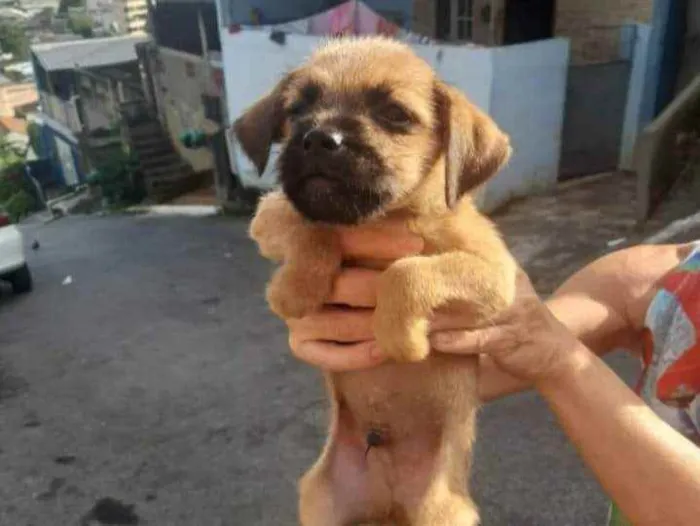 Cachorro ra a SRD idade Abaixo de 2 meses nome Felpudo