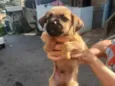 Felpudo