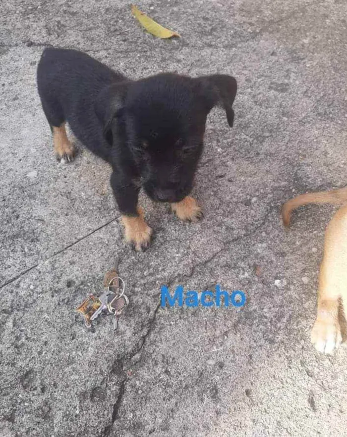 Cachorro ra a SRD idade Abaixo de 2 meses nome Bob