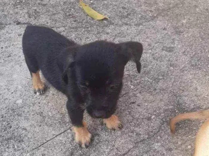 Cachorro ra a SRD idade Abaixo de 2 meses nome Bob