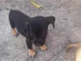 Bob