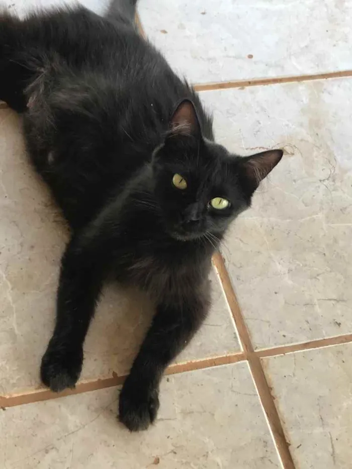 Gato raça Desconhecida idade 1 ano nome Pity