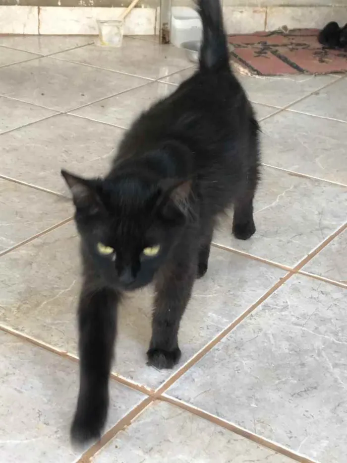 Gato raça Desconhecida idade 1 ano nome Pity