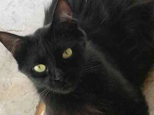 Gato raça Desconhecida idade 1 ano nome Pity