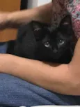 Bela