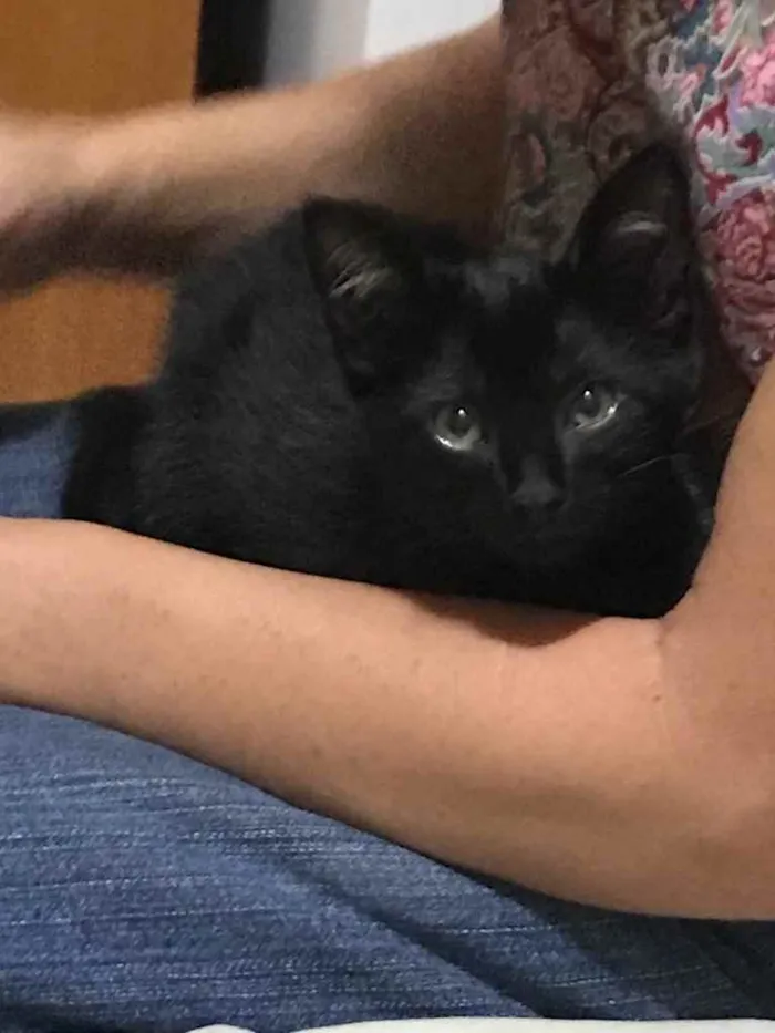 Gato raça Desconhecida idade 2 a 6 meses nome Bela