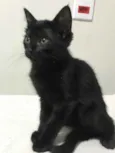 Bela
