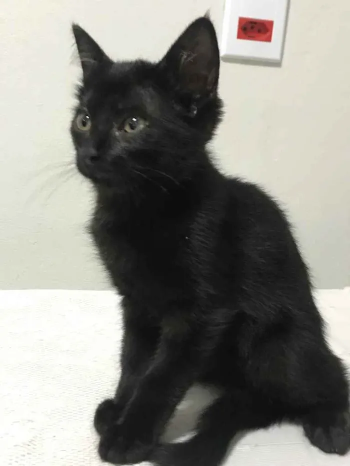 Gato raça Desconhecida idade 2 a 6 meses nome Bela