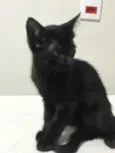 Bela
