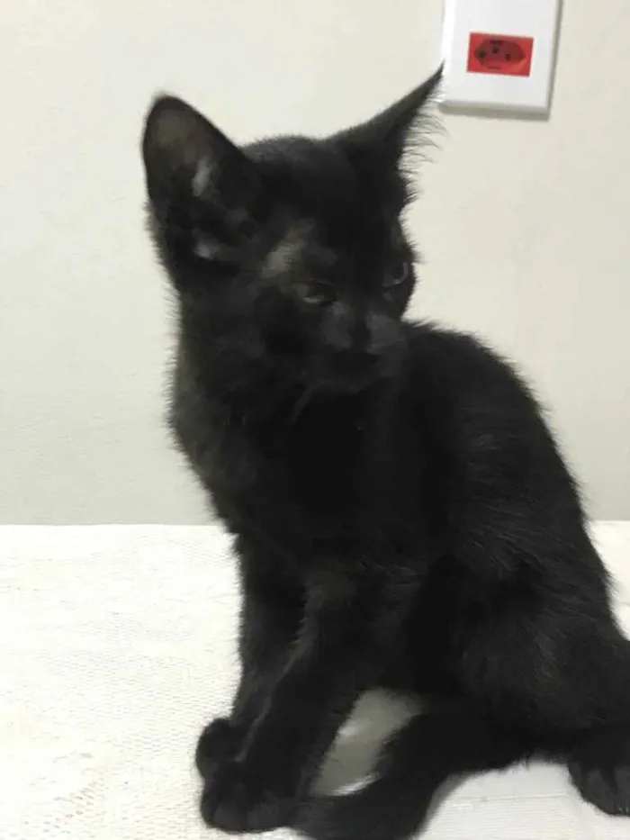 Gato raça Desconhecida idade 2 a 6 meses nome Bela