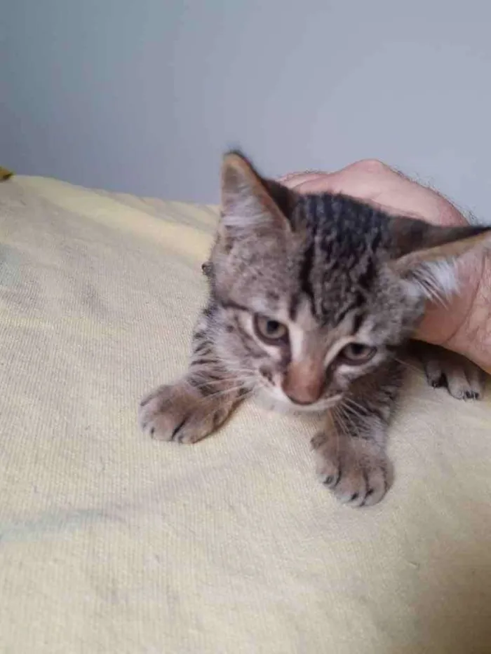 Gato raça Desconhecida idade 2 a 6 meses nome Toni