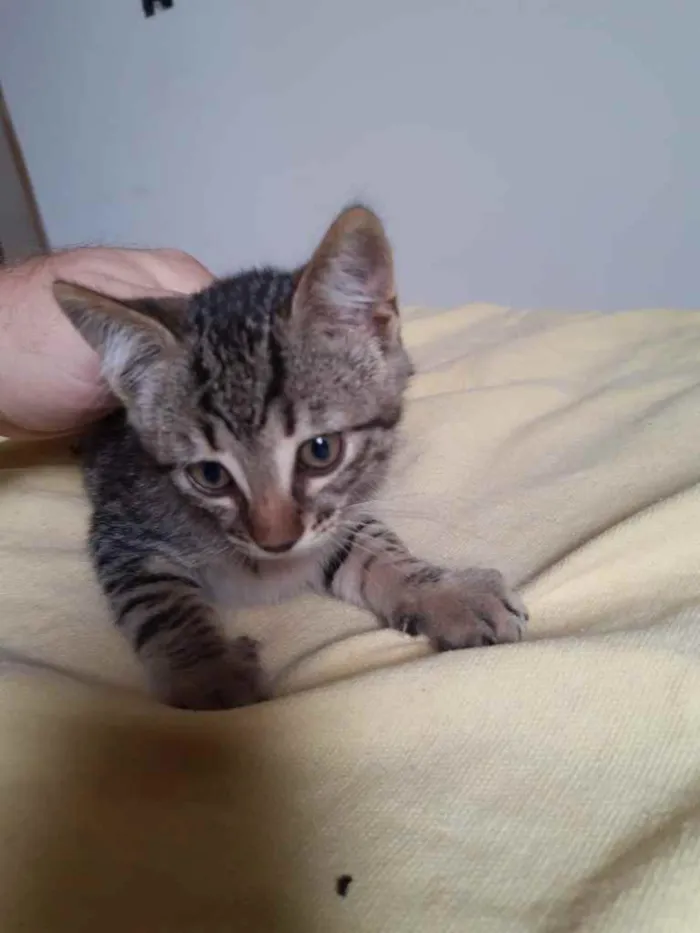 Gato raça Desconhecida idade 2 a 6 meses nome Toni