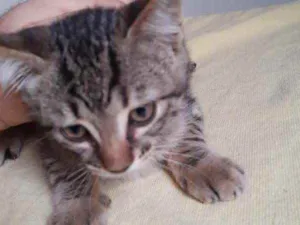 Gato raça Desconhecida idade 2 a 6 meses nome Toni