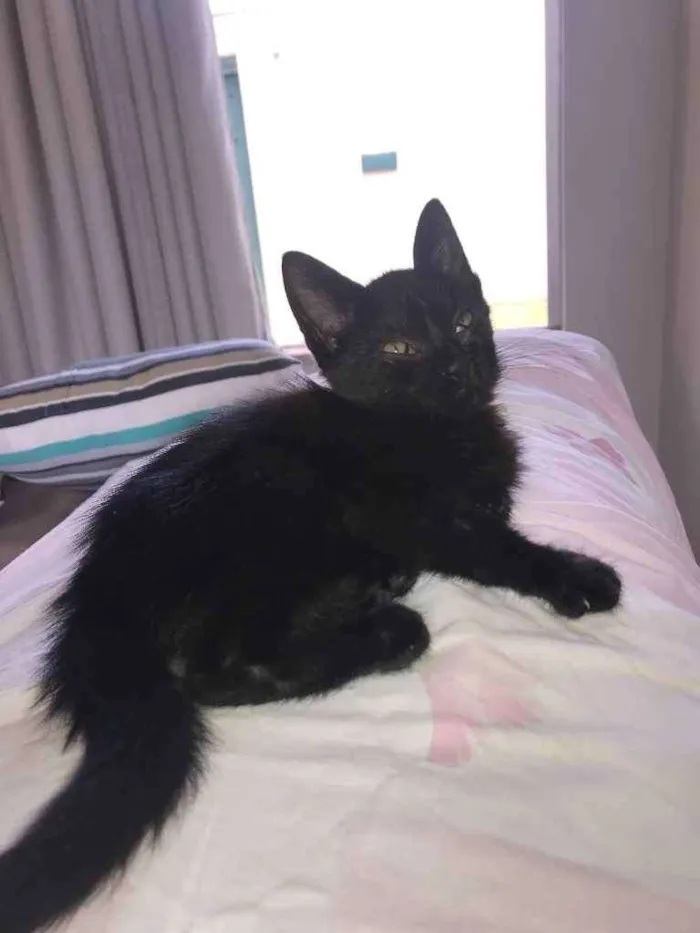 Gato raça Desconhecida idade 2 a 6 meses nome Teo