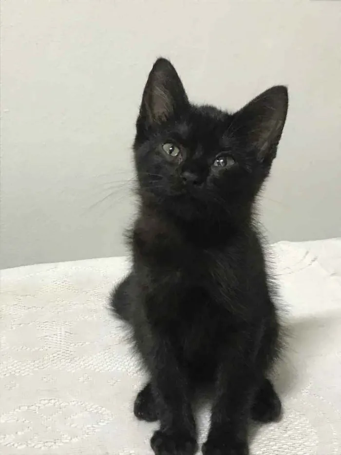 Gato raça Desconhecida idade 2 a 6 meses nome Teo
