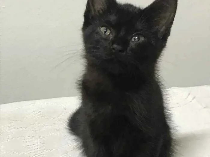 Gato raça Desconhecida idade 2 a 6 meses nome Teo