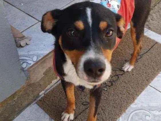 Cachorro raça Sem raça definida idade 1 ano nome Toby