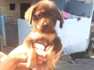 Cachorro raça SRD idade Abaixo de 2 meses nome Cacau