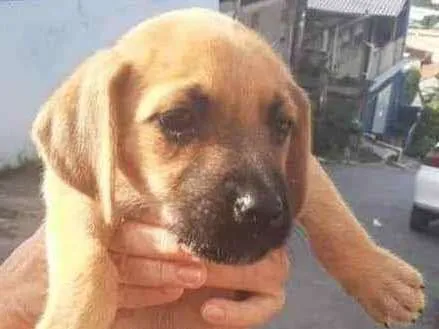 Cachorro ra a SRD idade Abaixo de 2 meses nome Melissa
