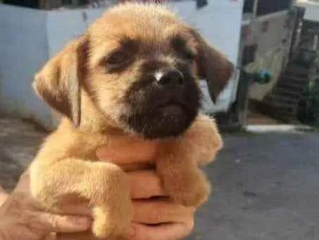 Cachorro ra a SRD idade Abaixo de 2 meses nome Felpudo